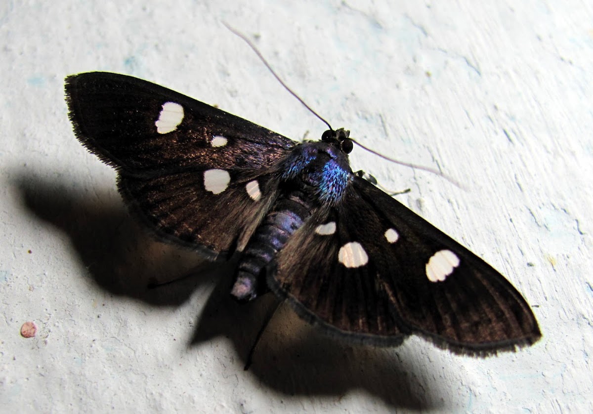 Spot moth