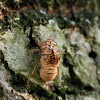 Cicada Husks