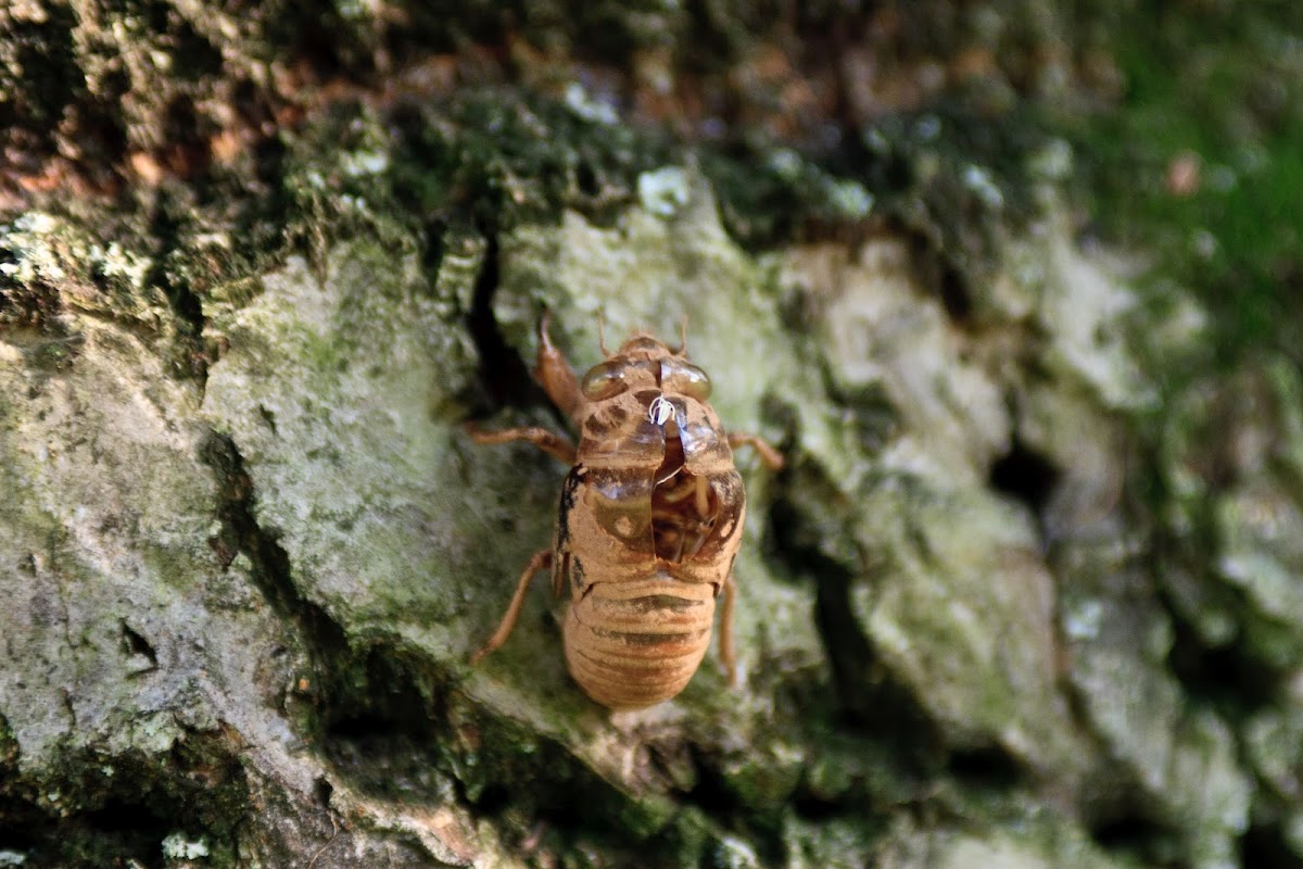 Cicada Husks