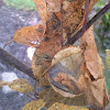 Eastern tent caterpillar