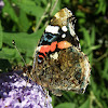 Red Admiral (wings closed)