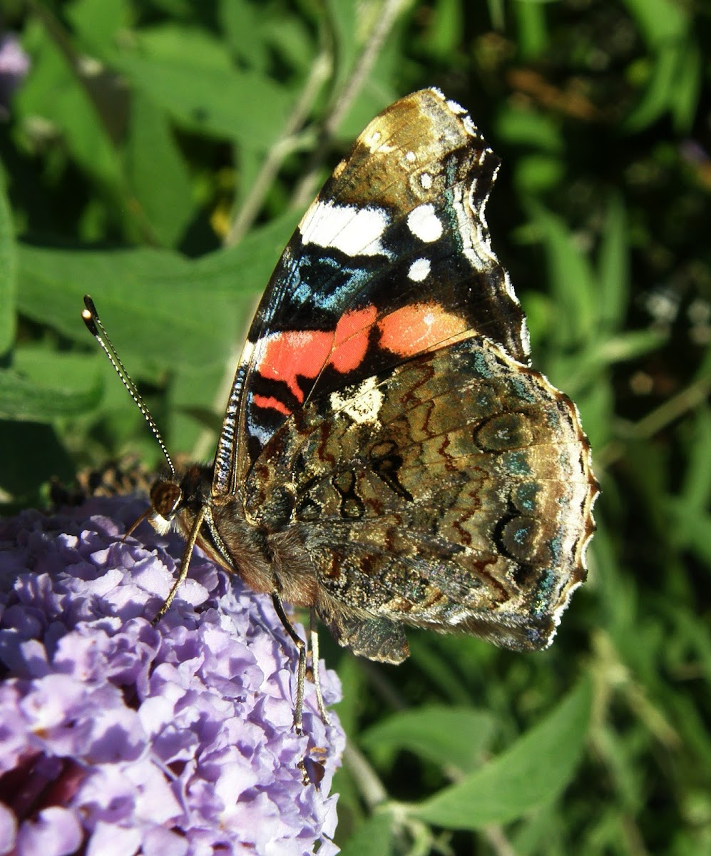 Red Admiral (wings closed)