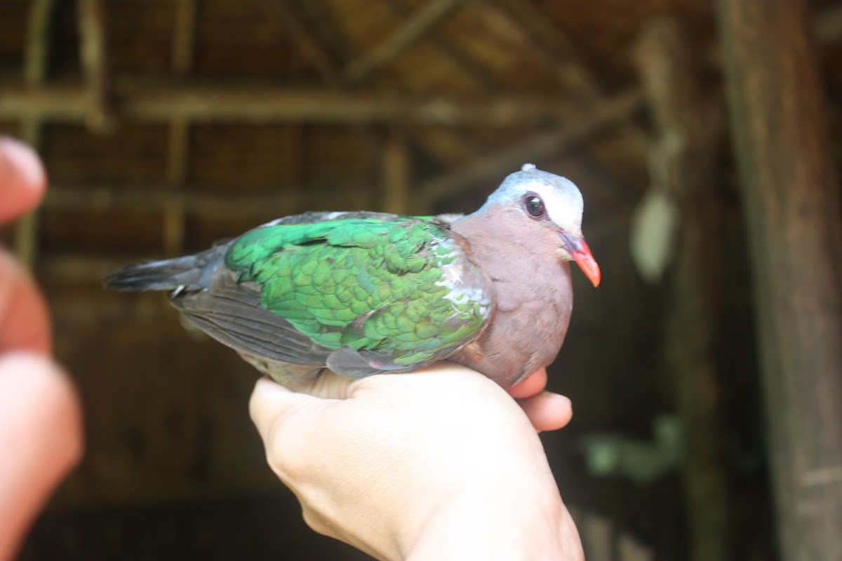 Common Emerald-dove