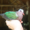 Common Emerald-dove