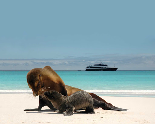 Lindblad-Expeditions-Galapagos-Islander-sea-lions - See a mother sea lion and her pup on the shores of the Galápagos during a Lindblad-National Geographic Expedition.