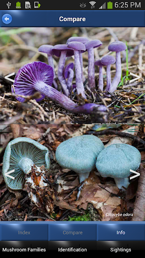 【免費書籍App】Mushroom Id - British Fungi-APP點子