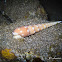 Eyed Auger Snail, Spotted Auger, White-spotted Auger