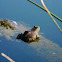 American Bullfrog