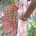 Palm Tree with Seeded Branch