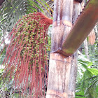Palm Tree with Seeded Branch