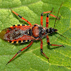 Assassin bug