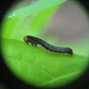 Black caterpillar