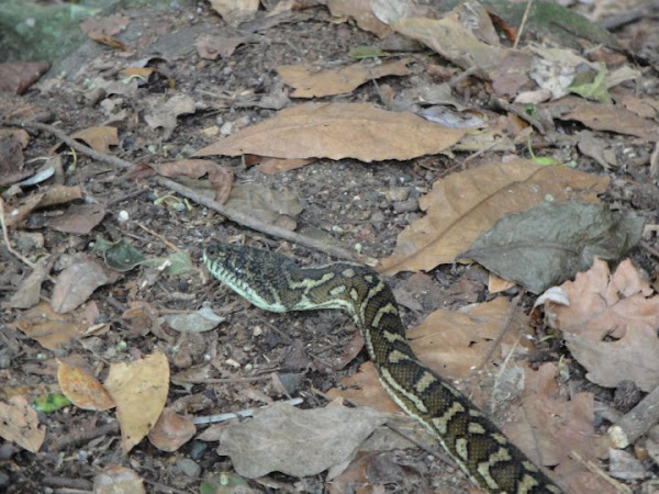 Eastern carpet python | Project Noah