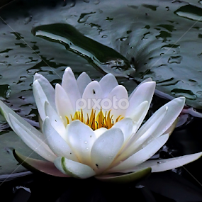 alone by Mirela Korolija - Flowers Single Flower