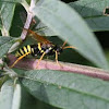 Braunwurz-Blattwespe (Common Sawfly)