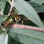 Braunwurz-Blattwespe (Common Sawfly)
