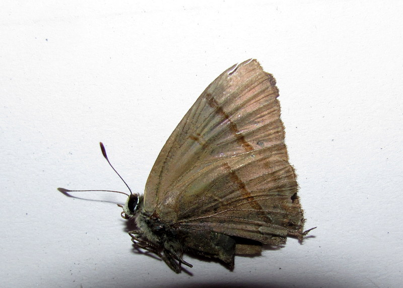 Common Flash (Lycaenidae)