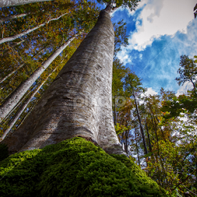 beech by Stanislav Horacek - Landscapes Forests