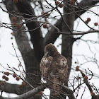 Juvenile Red-tailed hawk