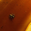 The House Jumping spider