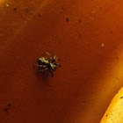 The House Jumping spider