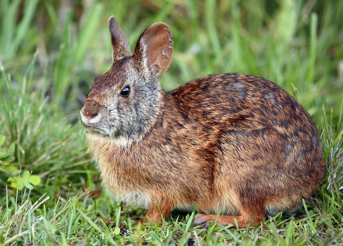 Marsh Rabbit Project Noah