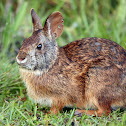 Marsh Rabbit