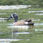 Blue-winged Teal Duck