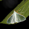 Palpita Moth