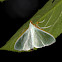 Palpita Moth