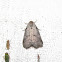 Dotted Graylet Moth