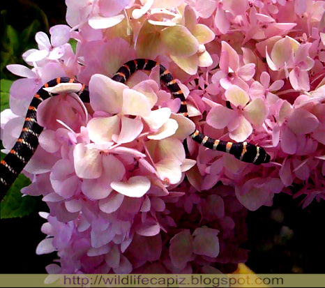 Paradise Flying Tree Snake