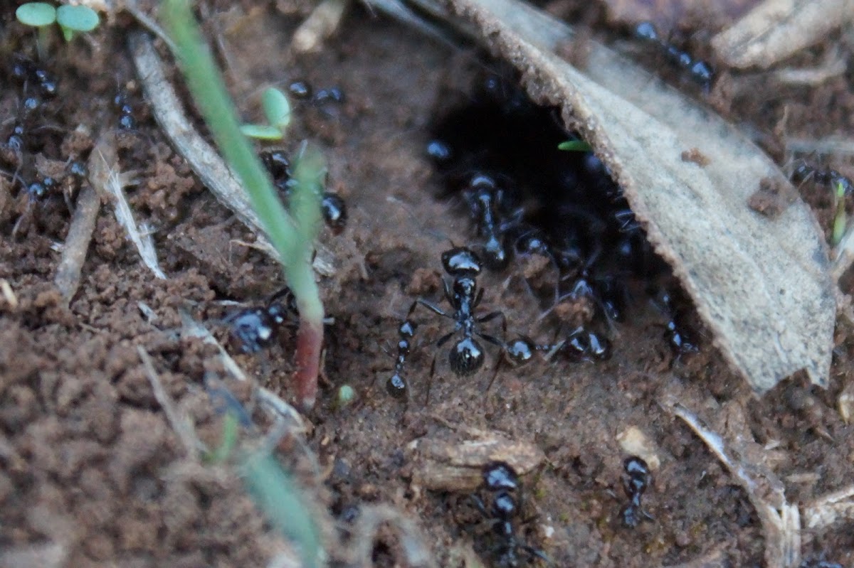 Black Field Ant