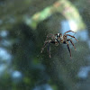 Pantropical Jumping Spider