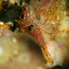 Hingeback Shrimp