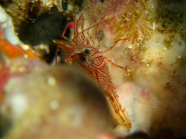 Hingeback Shrimp