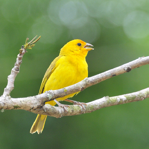 Singing canary to educate 音樂 App LOGO-APP開箱王