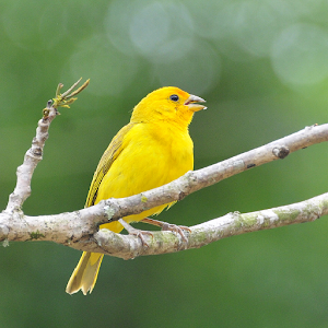 Singing canary to educate.apk 2.0