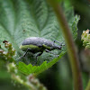 Yellow Banded Weevil
