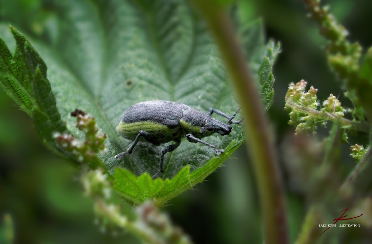 Yellow Banded Weevil