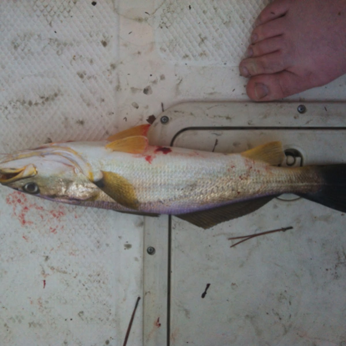 Yellow Mouth Trout