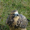 Swainson's Hawk