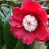 Camellia Bokuhan
