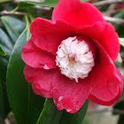 Camellia Bokuhan