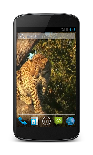 【免費個人化App】Leopard Free Video Wallpaper-APP點子