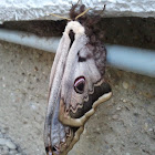 Giant Peacock Moth (Viennese Emperor) - Wiener Nachtpfauenauge