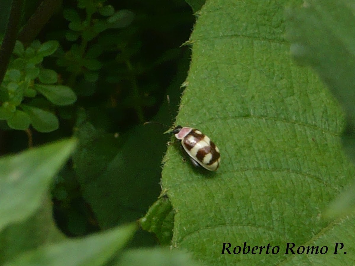 Chrysomelidae sp.