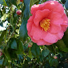 Camellia