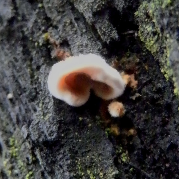 Emerging Wood Ear Project Noah