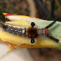Tussock moth caterpillars
